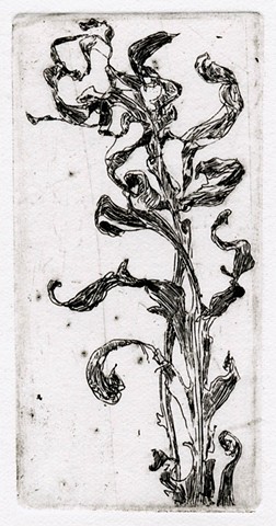 Silphium laciniatum
 