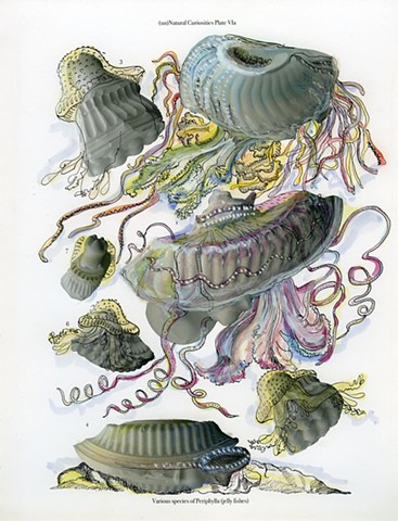 (un)Natural Curiosities Plate VIa
Various species of Periphylla (jelly fishes)