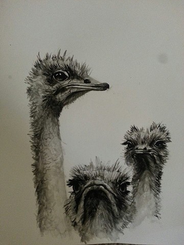 Ostrich 1