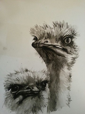 Ostrich 3