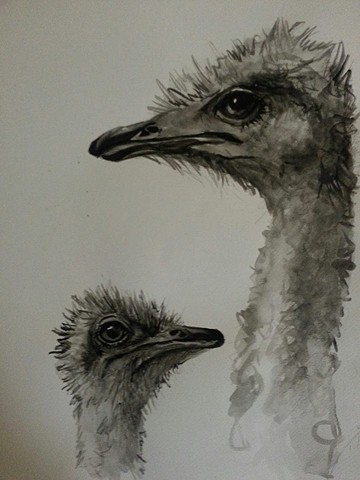 Ostrich 2