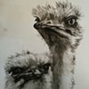 Ostrich 3