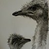 Ostrich 2