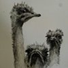 Ostrich 1