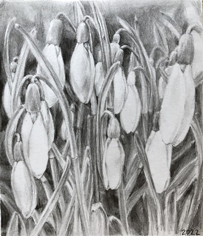 Snowdrops