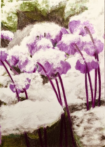 Cyclamen for Margaret