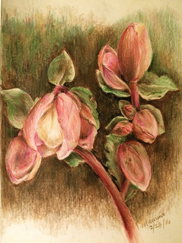 Hellebore for Margaret