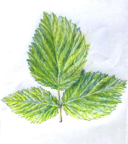 Leaf-Drawing Project for Julian