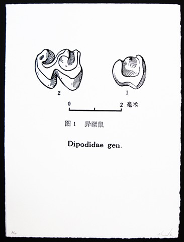COMPENDIvM - Dipodidae Gen