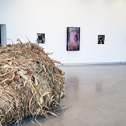 Reap (Partial installation view)