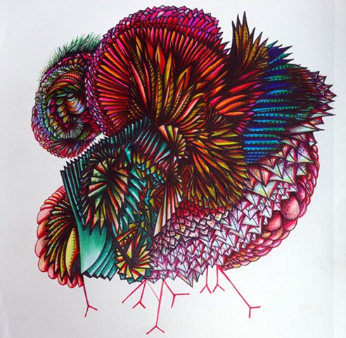 Bird illustration 