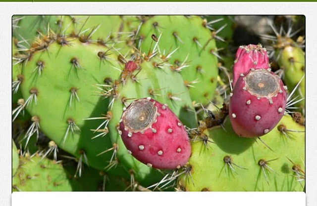 Las Tunas - The Prickly Pears