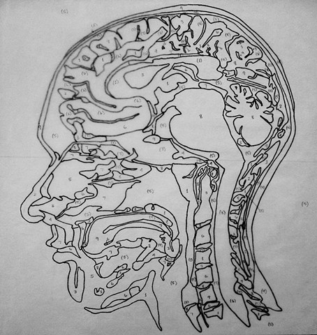 medicall illustration, medicine, fine art, drawing, study, ink drawing, line drawing, contour, black ink, brain, random number generator, encephalon, layered drawing, plan, geometry, anatomy, anatomical, human, physiology, diagram, educational