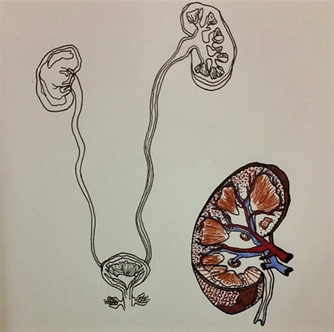 Renal study