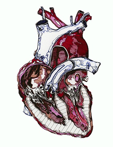 medical illustration, fine art, ink drawing, drawing, medicine, educational, anatomy, anatomical, physiology, heart, cardiology, cardiac, ventricle, atrium, blood, vascular