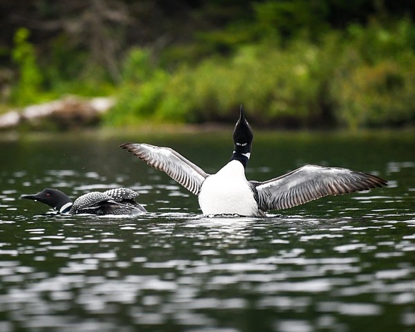 birds.