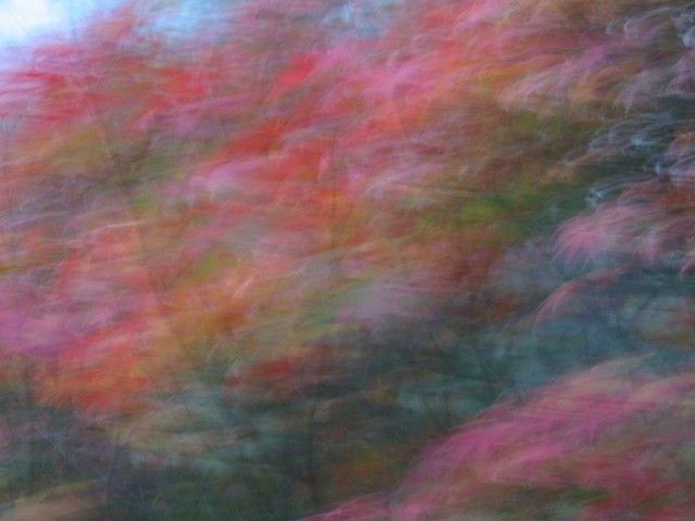 maples, blur