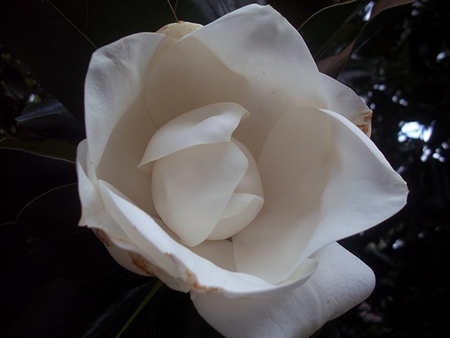 magnolia