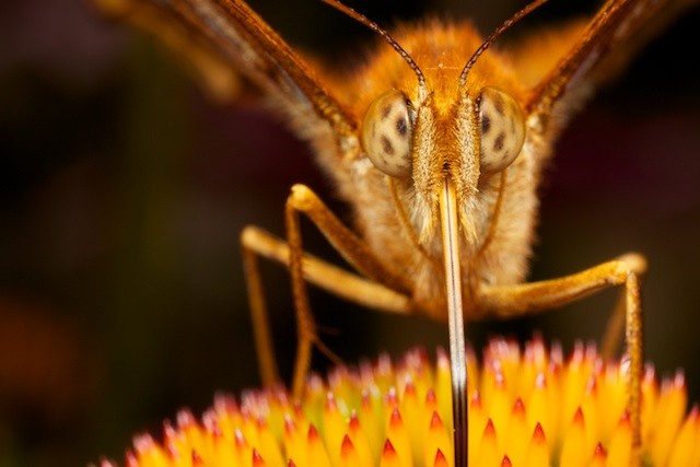 Great Spangled Fritillary Butterfly