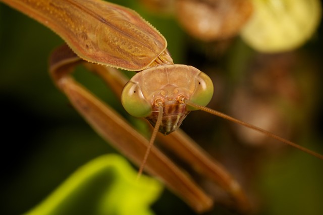 Chinese Praying Mantis