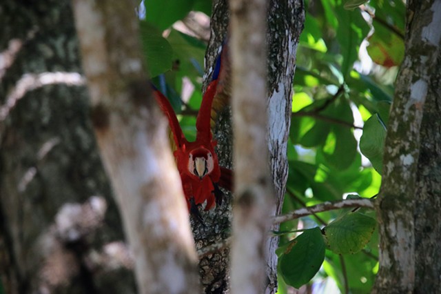 Scarlet Macaw