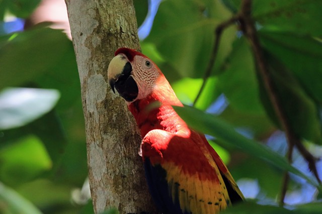 Scarlet Macaw