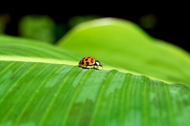 The ladybug's journey