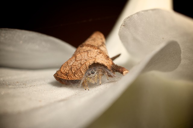 Jumping spider hiding under a leaf