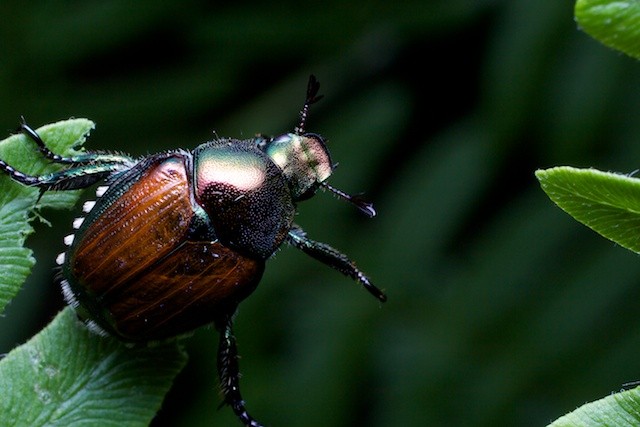 Japanese Beetle reaching