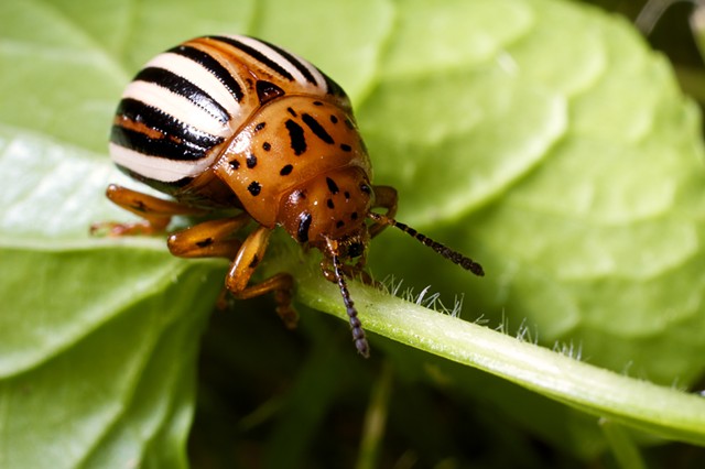 False Potato Beetle 