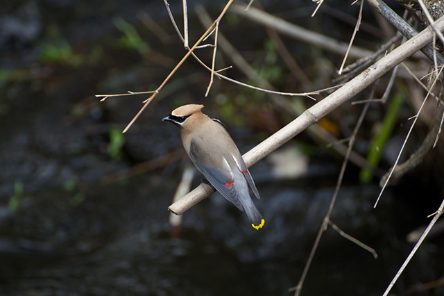 Cedar Waxwing bird 