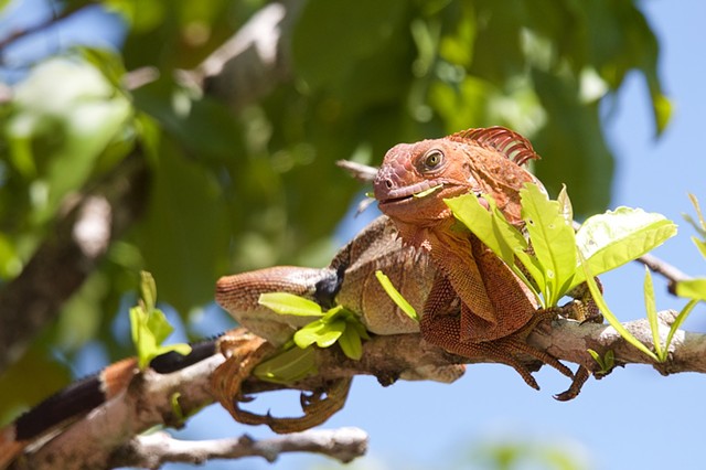 Iguana 