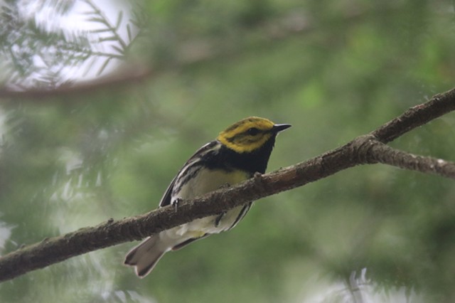 black throated green warbler 