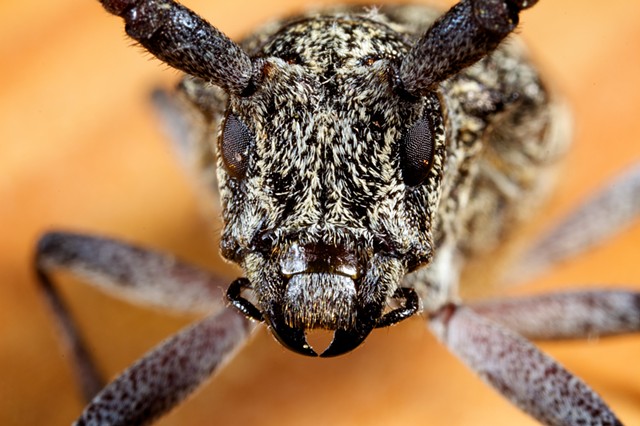 Spruce Sawyer Longhorn Beetle 