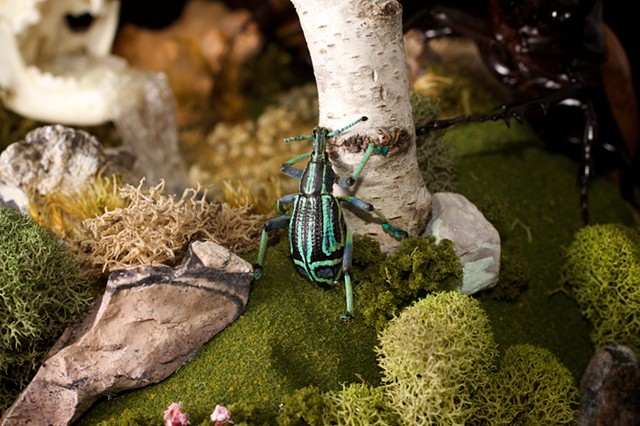 insect diorama with beetles, skull and moth 