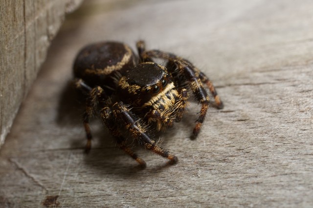 Jumping Spider Costa Rica