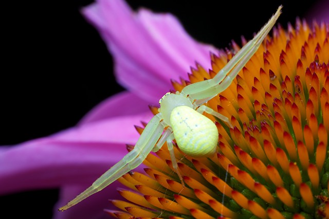 Goldrenrod Crab Spider 