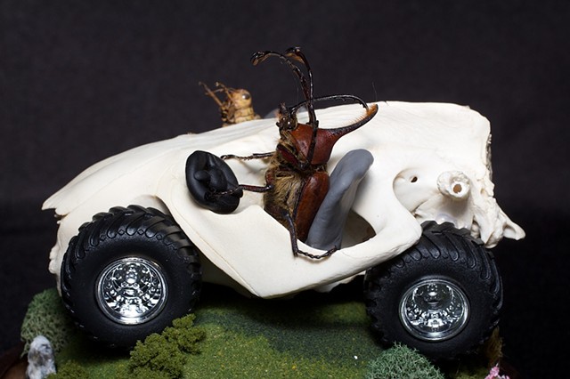 dune buggy beaver skull grasshopper rhinoceros beetle  