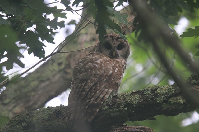 Barred Owl