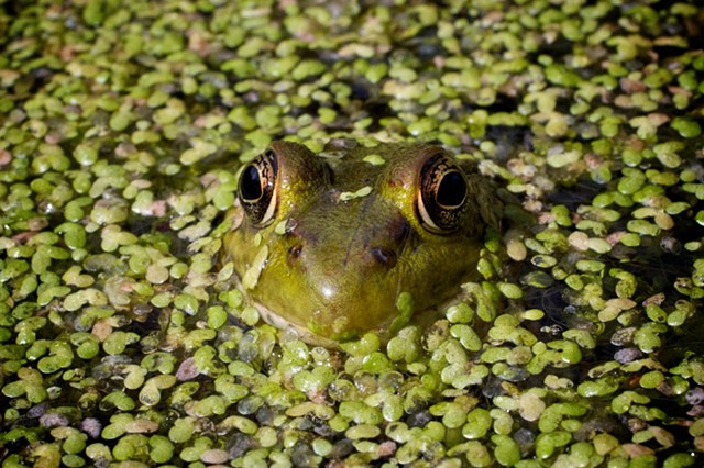 Peeking frog