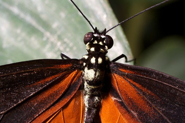 Tiger Longwing butterfly 