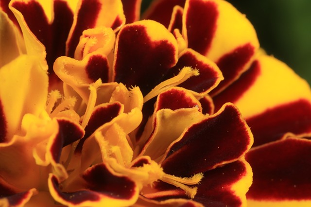 Marigold