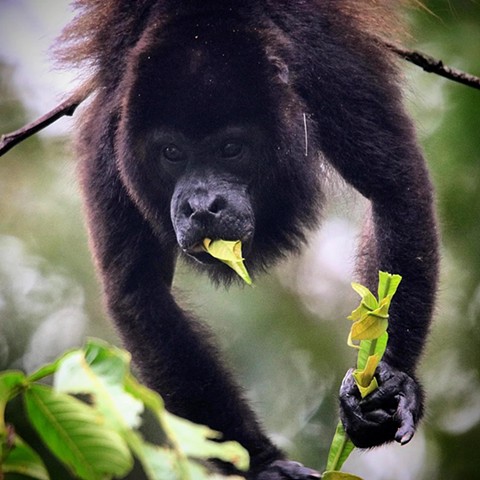 Howler Monkey 2024