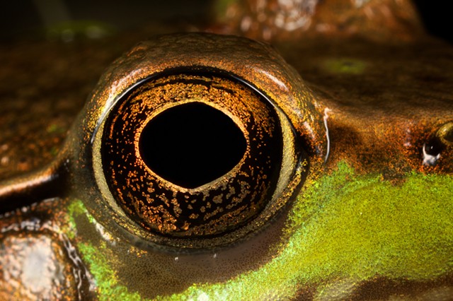 Frog's eye