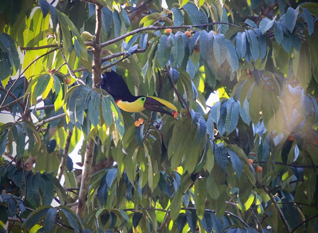 Yellow Throated Toucan