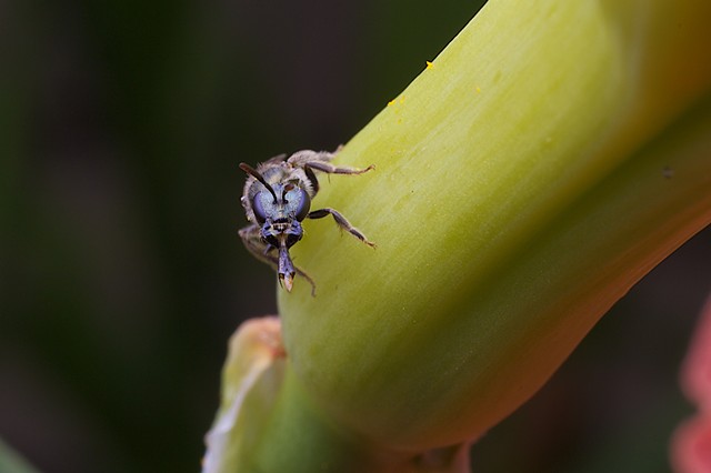 Sweat bee mouthparts