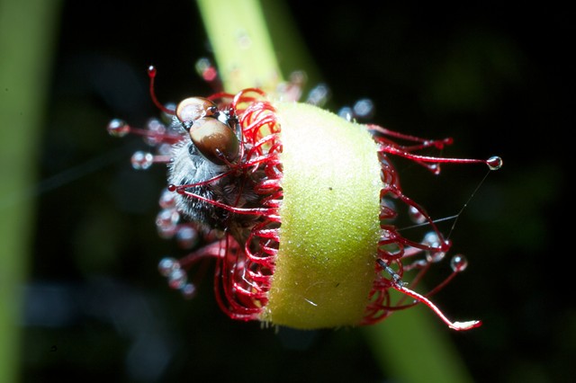 Fly caught in a sundew plant 