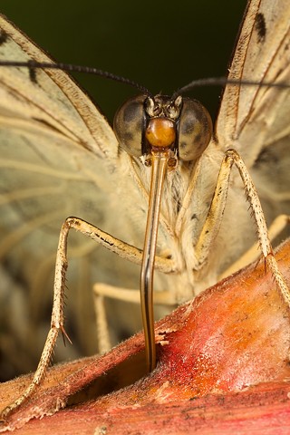 butterfly drinking out of the side of a flower 