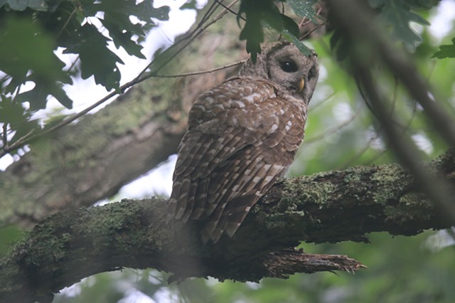 Barred Owl