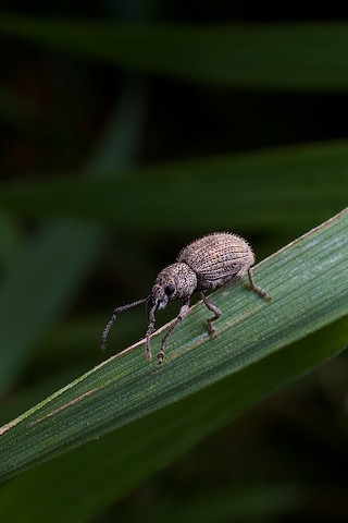 Birch Catkin Weevil